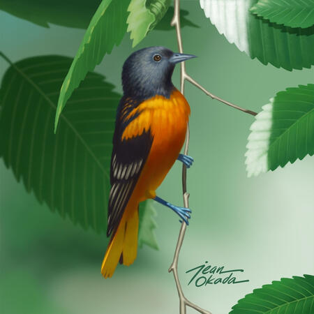 A portrait of a Baltimore Oriole